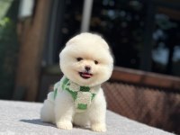 Sevimli Pomeranian