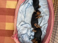 Yorkshire Terrier (3 tane) 2 kız 1 erkek yavrumuz