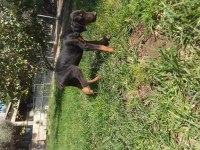 King Doberman Yavrular