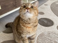 British shorthair golden point