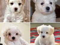 Kıvır kıvır tüylü Şirin Malta Terrier Yavrular Adana