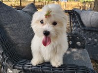 ORJİNAL MALTESE TERRİER 4 AYLIK