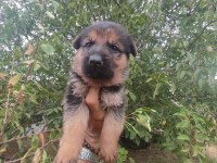 Alman kurdu yavrularımız