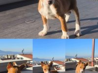A KALİTE BASENJİ YAVRU