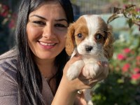 Sağlık ve ırk garantili cavalier king charles yavrularım