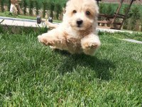 Zeki Ve Tüy Dökmeyen Karakteriyle Maltipoo Yavruları