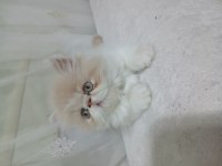 İran erkek yavrumuz yeni yuvasına gitmeye hazır