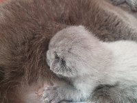 Scottish fold blue point yavrular