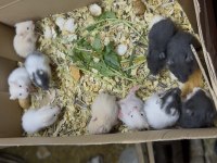 Hamsterlarda asla ısırma yok 1 aylık sevmelik arayınız