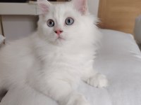 British Longhair Erkek 3 Aylık Yavrularımız