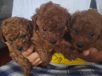 TOY POODLE BEBEK KÖPEKLER