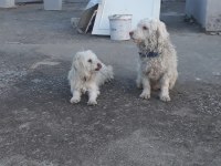 Yetişkin terrier 1 dişi ve 1 erkek