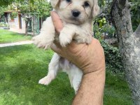 Maltipoo Yavrular