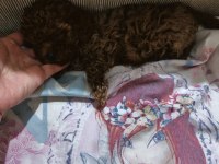 Toy poodle yavru dişi