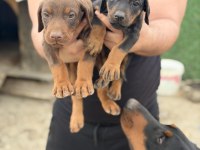 SAFKAN DOBERMAN YAVVRULAR