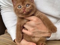 Nadir Bulunan Chocolate British Shorthair 