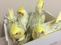 100% El Beslemesi Evcil A Kalite Üst Düzey Sultan Papağanlar