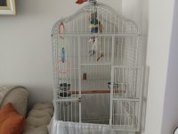 2 yaşında Jako full evcil ısırma yok herkese gider