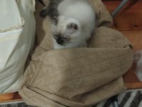 Scottish Fold Dişi