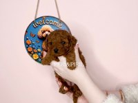 Irk ve sağlık garantili toy poodle yavrularımız