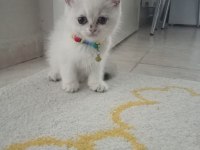 British longhair yavru kedimiz