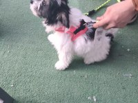 Sağlıklı Morkie