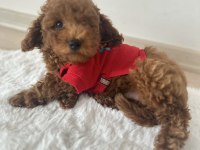 KÜÇÜK BOY KAHVERENGİ TOY POODLE EVDE BÜYÜDÜ