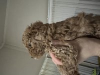 ANNE BABA ORJİNAL TOY POODLE BEBEKLER