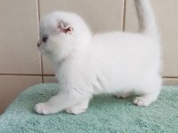 Bebek Surat Silver Scottish Fold 