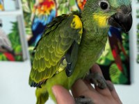BLUE FRONT AMAZON PAPAĞANI BEBEK