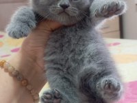 Scottish fold erkek