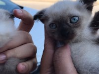 BLUE POİNT YAVRU KEDILERIMIZ son 2 erkek adet
