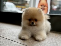 Teddy bear safkan pomeranian boo