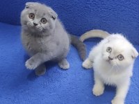İstanbul içi 7/24 Adrese teslim scottish fold ponçikler