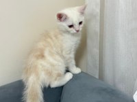 Scottish fold ve british kardeşler