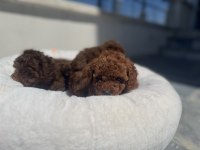 Wc eğitimli toy poodle yavrular ziyarete açık