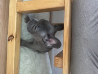 A kalite sıfır kuyruk sıfır burun ev doğum french bulldog