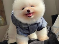 Ayı Surat Pomeranian Yavrular Korekan
