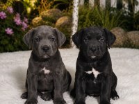 Cane Corso Bebekler