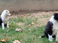 İNGİLTERE İSKOÇYA KÖKENLİ BORDER COLLIE YAVRULARI