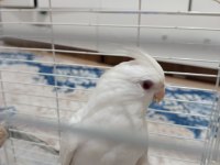 Yavru Albino Sultan Papağanı Dişi Uygun Fiyatlı