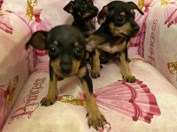 Varsa daha iyisi o da annesi chihuahua