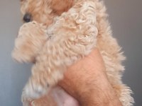 TOY POODLE YAVRUMUZ YUVASINI ARIYOR