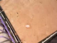 Muhabbet kuşu hazır takımlar mevcut