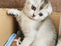 Scottish fold kedimizi sahiplendiriyoruz