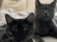 1 erkek ve 2 dişi british shorthair yavruları