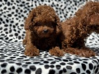 Petmode den 4 aylık 700 gr tea cup kore poodle