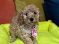 Bir avuç mutluluk poodle