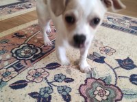 3 Aylık Minnak Yavru Chihuahua