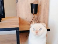 Scottish fold erkek çipli